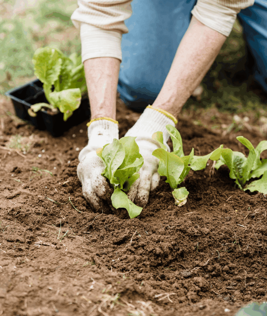 Using Sensory Gardens and Nature-Based Mindfulness for Stress Reduction