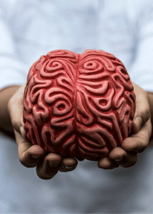 Person holding brain in their hands, representing the neurobiology of mental health